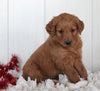 Goldendoodle For Sale Fredericksburg OH Male-Chester