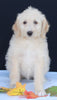 Medium F1B Labradoodle For Sale Millersburg OH Female-Hope