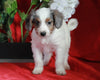 Papillon/ Miniature Poodle Mix For Sale Danville, OH Female- Autumn