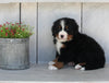 AKC Registered Bernese Mountain Dog For Sale Millersburg OH Female-Kia