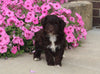 F1B Mini Aussiedoodle For Sale Applecreek OH Male-Felix