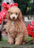 AKC Registered Mini Poodle For Sale Millersburg OH Male-Evan