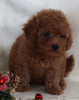 Bichpoo For Sale Fredericksburg OH Male-Rodney