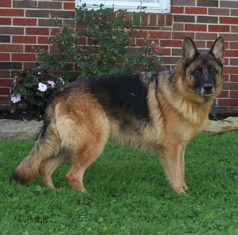 AKC Registered German Shepherd For Sale Millersburg OH Female-Xana