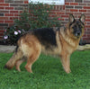 AKC Registered German Shepherd For Sale Millersburg OH Female-Xana