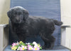 Golden Retriever Mix For Sale Fredericksburg, OH Male- Bert