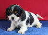 AKC Registered Cavalier For Sale Millersburg OH Female-Zoe