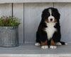 AKC Registered Bernese Mountain Dog For Sale Millersburg OH Female-Kia