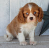 AKC Registered Cavalier For Sale Millersburg OH Female-Abby