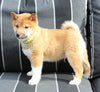 AKC Registered Shiba Inu For Sale Dundee OH Male-Benji
