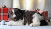 AKC Registered Newfoundland For Sale Millersburg, OH Male- Rudolph
