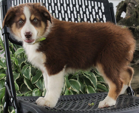 Australian Shepherd For Sale Sugarcreek OH Male-Rocky