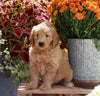 Goldendoodle For Sale Sugarcreek OH Female-Jasmine