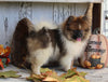 ACA Registered Pomeranian For Sale Millersburg OH Male-Jason