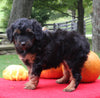 Mini Aussiedoodle For Sale Sugarcreek OH Female-Sandy