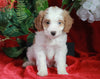 Papillon/ Miniature Poodle Mix For Sale Danville, OH Female- Brie