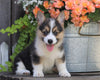 AKC Registered Pembroke Welsh Corgi For Sale Millersburg, OH Female- Jody