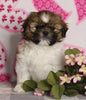 ACA Registered Shih Tzu For Sale Millersburg OH Female-Holly- Currently House Training!