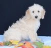 Medium F1B Labradoodle For Sale Millersburg OH Female-Hope