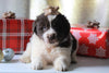 AKC Registered Newfoundland For Sale Millersburg, OH Male- Snowy