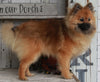 ACA Registered Pomeranian For Sale Millersburg OH-Male Teddy