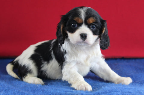 AKC Registered Cavalier For Sale Millersburg OH Female-Zoe