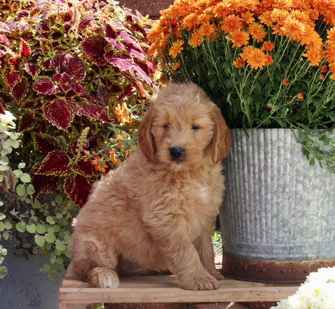 Goldendoodle For Sale Sugarcreek OH Female-Jasmine