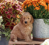 Goldendoodle For Sale Sugarcreek OH Female-Jasmine