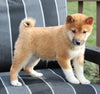AKC Registered Shiba Inu For Sale Dundee OH Male-Benji