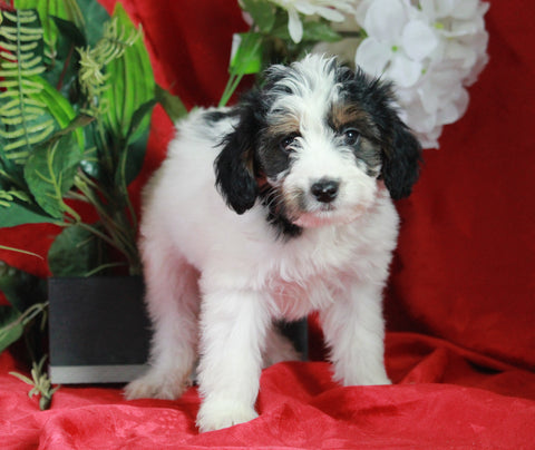 Papillon/ Miniature Poodle Mix For Sale Danville, OH Female- Eve