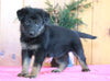 AKC Registered German Shepherd For Sale Millersburg, OH Female- Erika