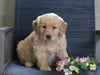 Golden Retriever Mix For Sale Fredericksburg, OH Male- Bo