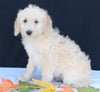 Medium F1B Labradoodle For Sale Millersburg OH Female-Hope