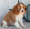 AKC Registered Cavalier For Sale Millersburg OH Female-Abby