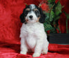 Papillon/ Miniature Poodle Mix For Sale Danville, OH Female- Daisy