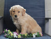 Golden Retriever Mix For Sale Fredericksburg, OH Male- Bo