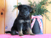 AKC Registered German Shepherd For Sale Millersburg, OH Female- Erika