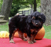 Mini Aussiedoodle For Sale Sugarcreek OH Female-Sandy