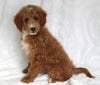 F1BB Mini Goldendoodle For Sale Sugarcreek OH Male-Paddy