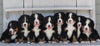 AKC Registered Bernese Mountain Dog For Sale Millersburg OH Female-Kia