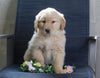 Golden Retriever Mix For Sale Fredericksburg, OH Male- Buddy