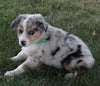 Australian Shepherd For Sale Sugarcreek OH Male-Bear