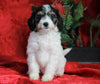 Papillon/ Miniature Poodle Mix For Sale Danville, OH Female- Daisy