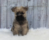 AKC Registered Cairn Terrier For Sale Millersburg OH Male-Asher