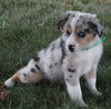 Australian Shepherd For Sale Sugarcreek OH Male-Bear