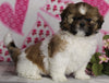 ACA Registered Shih Tzu For Sale Millersburg OH Female-Holly- Currently House Training!