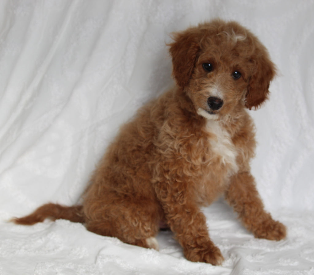 F1BB Mini Goldendoodle For Sale Sugarcreek OH MalePaddy AC Puppies LLC