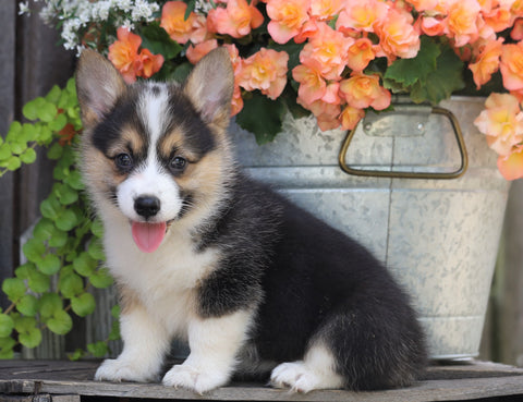 AKC Registered Pembroke Welsh Corgi For Sale Millersburg, OH Female- Jody