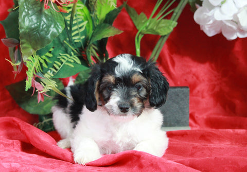 Papillon/ Miniature Poodle Mix For Sale Danville, OH Female- Cece