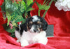 Papillon/ Miniature Poodle Mix For Sale Danville, OH Female- Cece